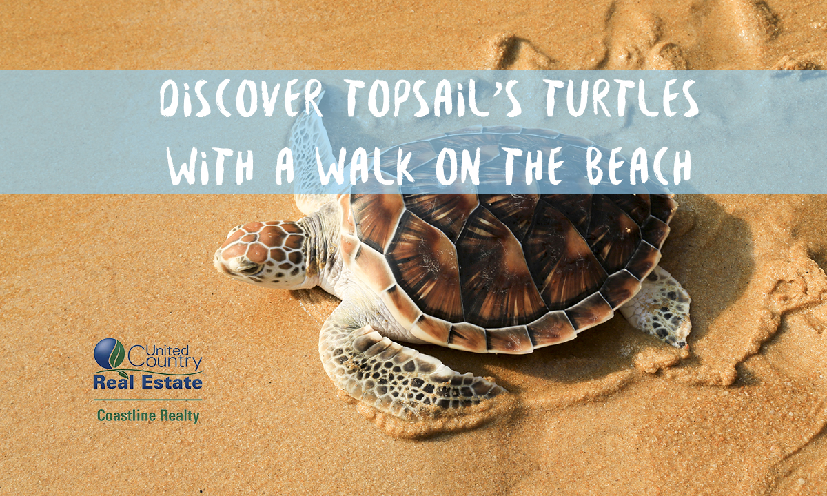 Walk the beach in Topsail and See Turtles